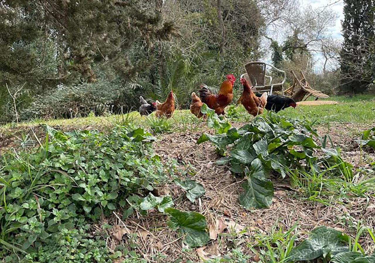Can Codol De Fluvia - Casita Torroella de Fluviá Dış mekan fotoğraf